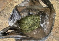 В Камызякском районе Астраханской области возбуждено уголовное дело в отношении местного жителя, у которого обнаружили крупную партию наркотического средства