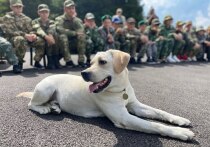 Собака – друг человека, а иногда и настоящий целитель. Для Томска этот тезис обретает новый смысл: здесь уже второй год работает единственный в регионе канистерапевт Наталья Знаткова. О том, как лабрадор Бруно помогает детям с особенностями развития, с какими предрассудками сталкиваются специалисты и почему в Томской области это направление до сих пор почти не развито, она рассказала корреспонденту «МК в Томске».