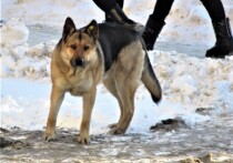 Днем 13 марта в поселке Светлый Сысертского района собака породы хаски напала на 4-летнего мальчика и 8-летнюю девочку