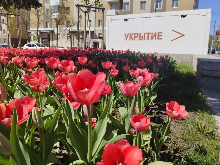 В регионе стартовал месячник добровольного служения Белгородской области