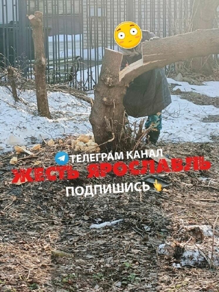 Ярославская полиция изъяла у пенсионерки-пилильщицы пилу-ножовку
