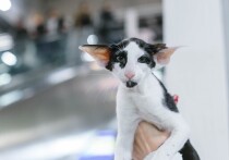 Достаточно подняться на эскалаторе на второй этаж торгового центра, и вы оказываетесь в кошачьем рае