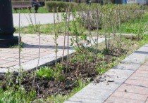 В Астрахани стартовал сезон весеннего озеленения городских территорий