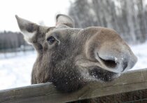 В национальном парке «Лосиный остров» зафиксировали прирост количества лосей