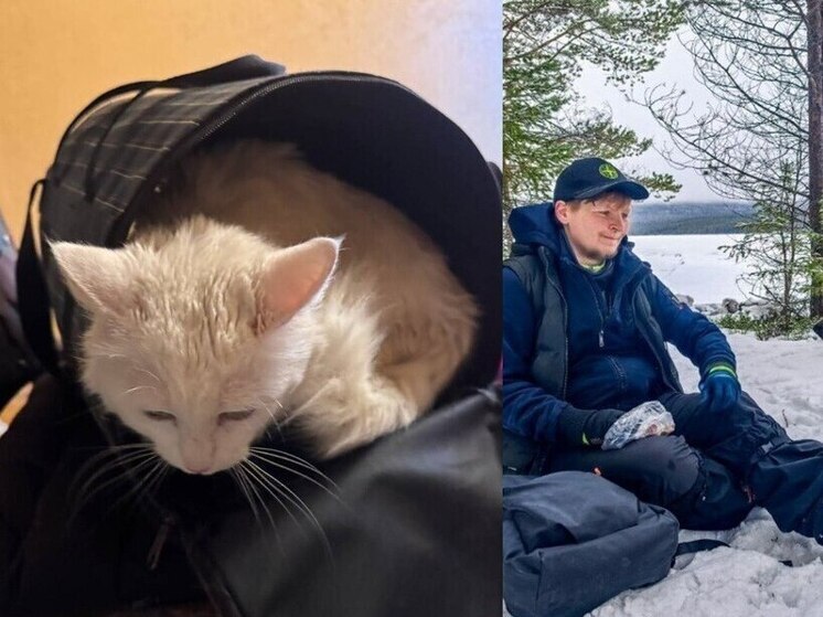 кот погибшего в Карелии лыжника Артура найден живым в Москве спустя 4 месяца