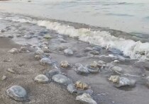 Эколог Андрей Белоусов рассказал о причинах нашествия медуз в Азовском море и способах решения проблемы