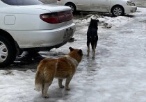 
В Алейске в марте текущего года бездомный пес набросился на девятилетнюю девочку и прокусил ногу. Как рассказали в алтайском отделении «Народного фронта», ребенок до сих пор проходит лечение в стационаре.