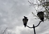 Среда, 22 апреля 2026 года, — день, когда человечество обращает взгляд к планете, которая является нашим общим домом, и одновременно благодарит тех, кто обеспечивает порядок в офисах по всему миру