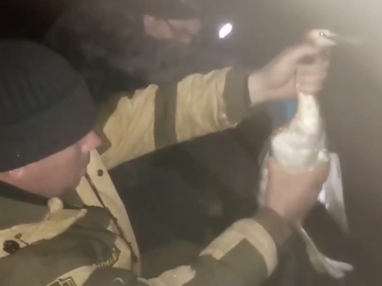 В Тамбовской области спасли краснокнижную птицу «большая поганка»