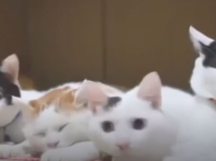 Кошачий спецназ защищает розы от мышей