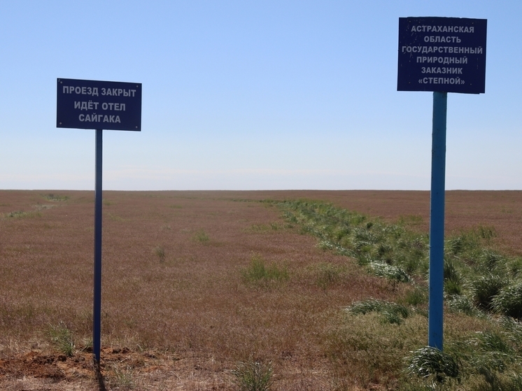 Сайгаки готовятся подарить потомство в астраханской степи