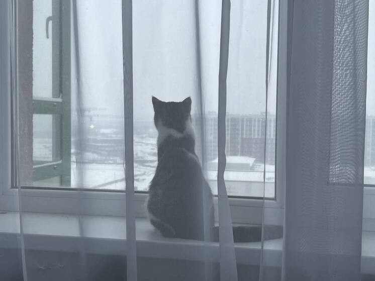 В калининградском котокафе погибло 23 кота из-за прорыва трубы