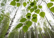 11 мая по народному календарю — Максимов день