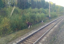 Сбитый лось стал причиной остановки движения поездов на востоке Подмосковья в среду утром