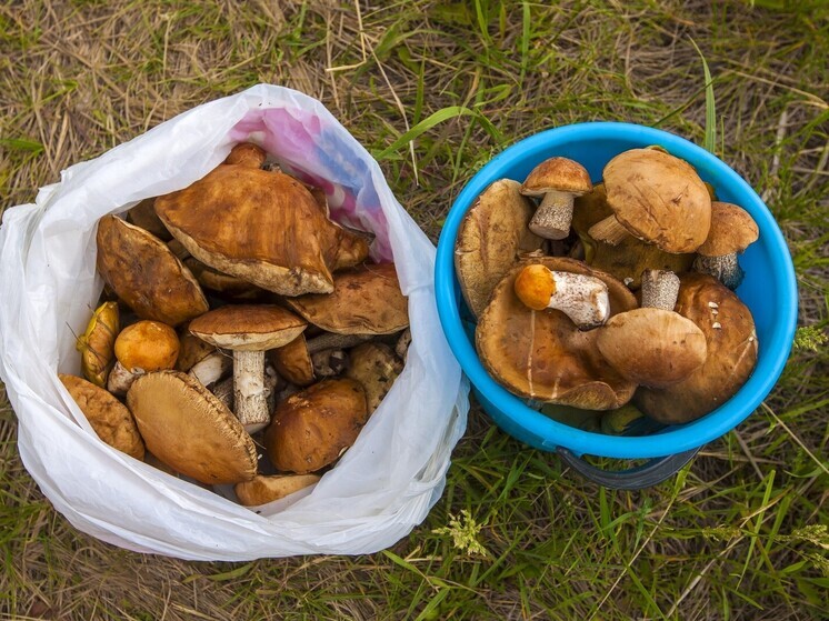 Стало известно, где в Челябинской области растет много грибов