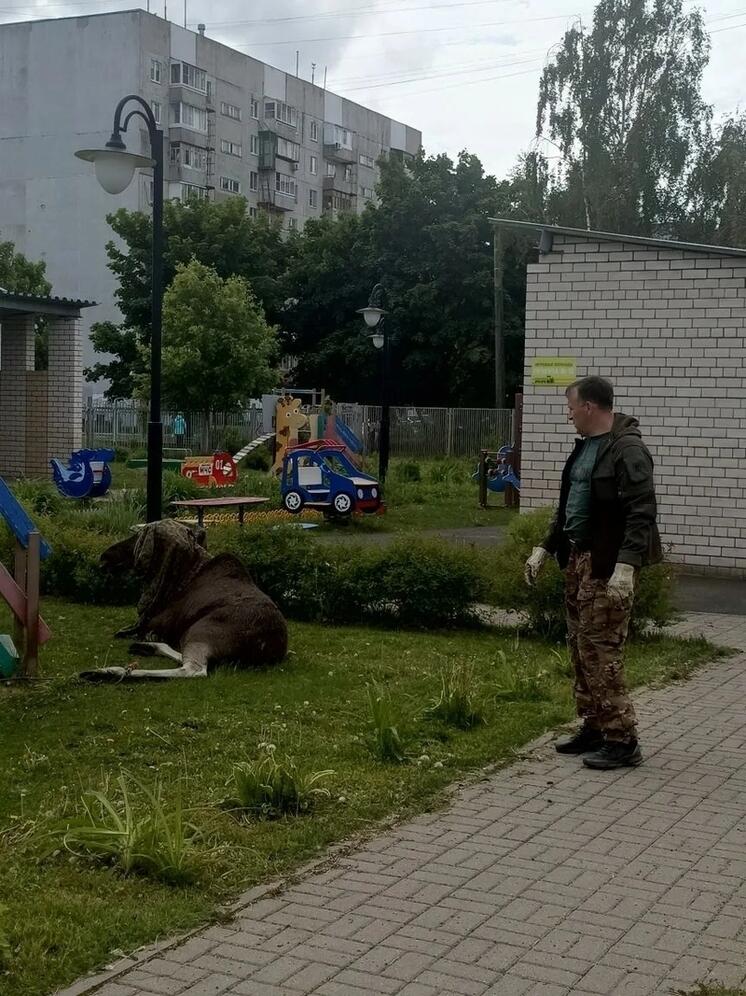 В Ярославле из детского сада эвакуировали лося