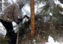 В 70-е годы прошлого века в предновогодние дни самым ходовым товаром были живые елки