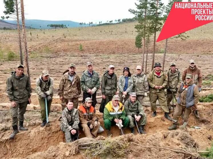 В Бурятии высадили 7 тысяч сосен в рамках акции «Сад памяти»