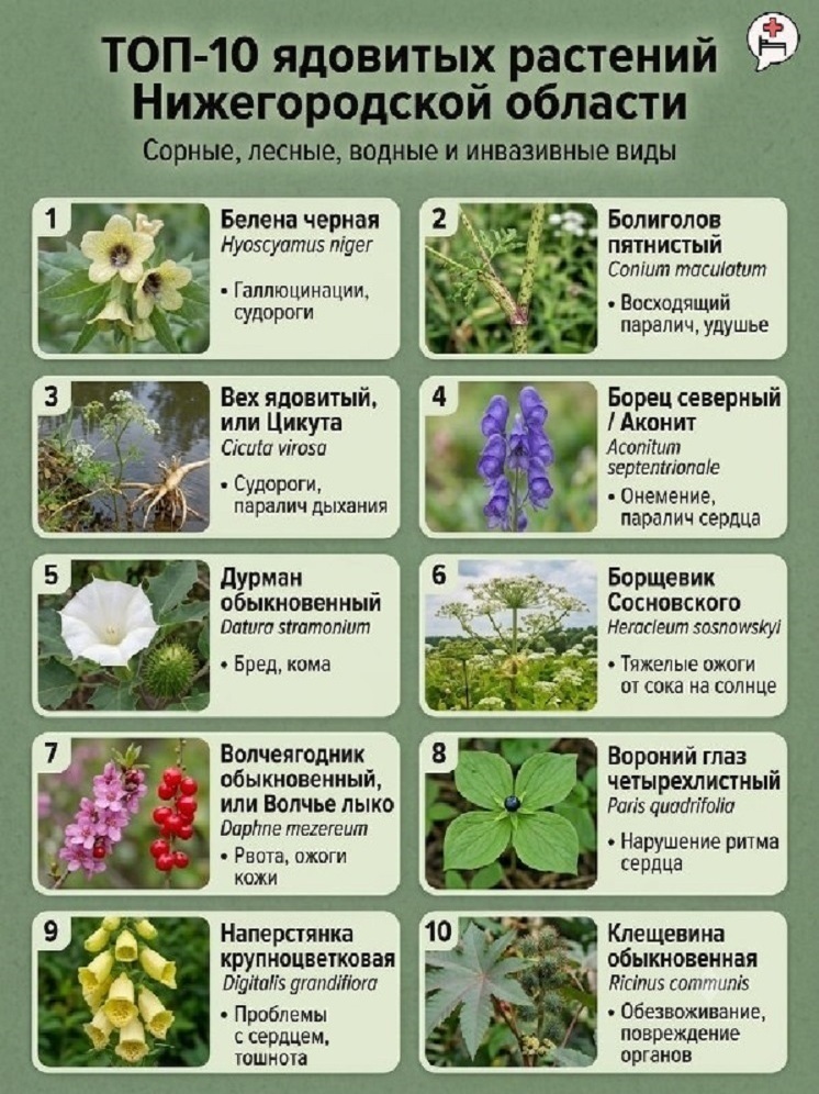 Названы 10 самых ядовитых растений Нижегородской области