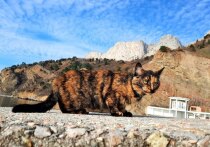 Международный день кошек отмечается 8 августа