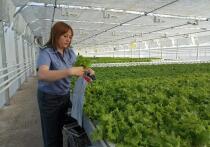 Объем проконтролированных внутрироссийских перевозок растительной продукции вырос в три раза