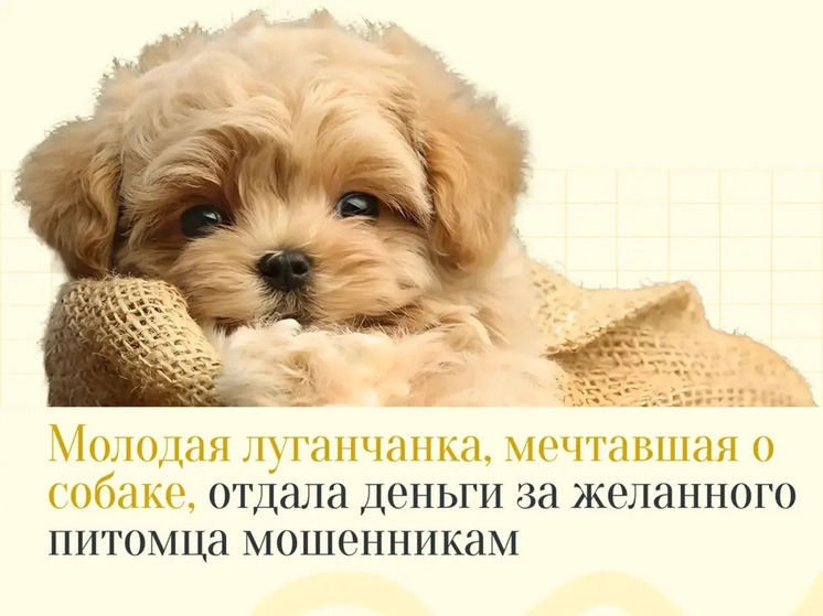 Луганчанка перевела мошенникам 21 тысячу за несуществующего щенка мальтипу
