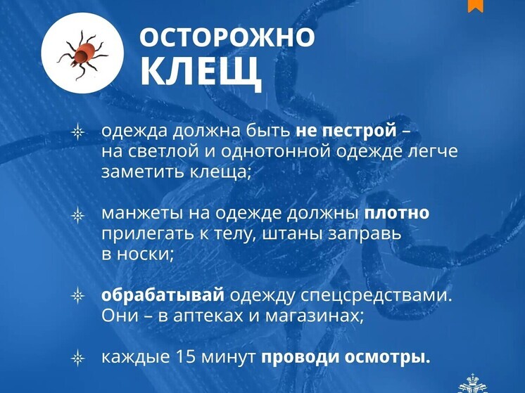 Псковичам рассказали, как защититься от клещей в лесу