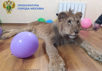 Фотосессии с дикими животными отныне будут чреваты для их организаторов уголовной ответственностью за оказание опасных услуг