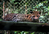 Международная команда исследователей описала новый вид диких кошек — Leopardus tilcayo