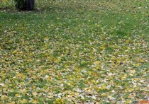 Осень — пора уборки