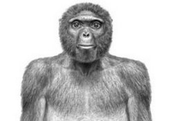 Ученые сомневаются в том, что «Арди» является человеческим предком