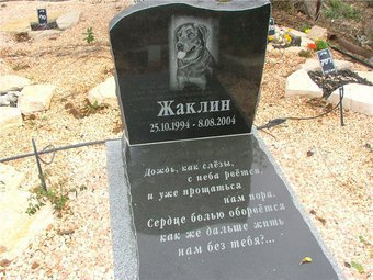 В Твери больше не усыпляют животных и не утилизируют их трупы