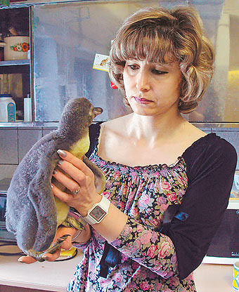 Отношения пингвинов в Московском зоопарке напоминают телесериал