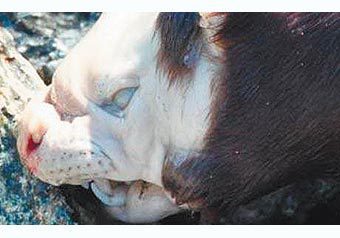 Ученые составили топ-лист недавно открытых живых существ