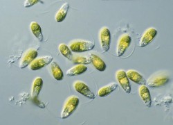 Выжившие микробы 30 тысяч лет питались одними водорослями