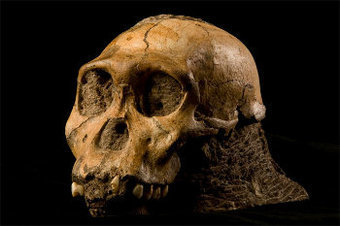 Внутри ископаемого черепа новообретенного кандидата на ближайшего предка человеческого рода может находиться усохший мозг, заявили исследователи
