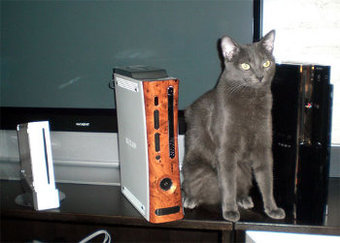 Кошка распознает лица быстрее самого лучшего суперкомпьютера