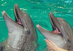 Дельфинов приручили силовики
