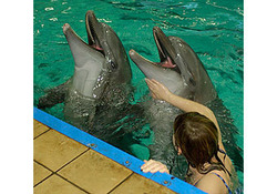Дельфинов отсудили всем миром