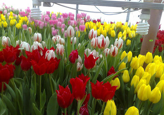 Парочка пожилых грабителей-романтиков устроила накануне международного женского праздника налет на теплицу с тюльпанами на севере столицы