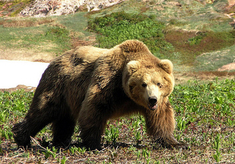 Cамые худшие предположения cотрудников Московского зоопарка относительно камчатского бурого медведя, который слишком долго пребывал в спячке, оправдались