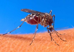 Комар сможет делать прививки