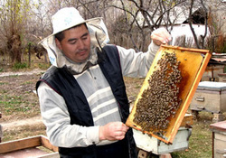 Пчелы напоказ