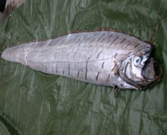 У берегов Швеции найден король всех сельдей. В последний раз одну из таких рыб обнаруживали в Швеции лишь в 1879 году.