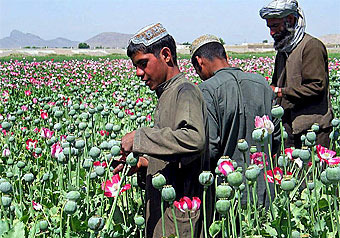 НАТО не хочет уничтожать маковые поля в Афганистане