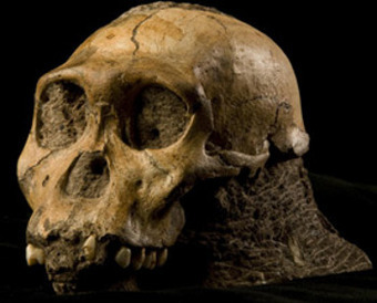 Новый вид обезьяночеловека, найденный в южноафриканской пещере, жил примерно 1,95 млн. лет назад, имел небольшие зубы и передвигался вертикально