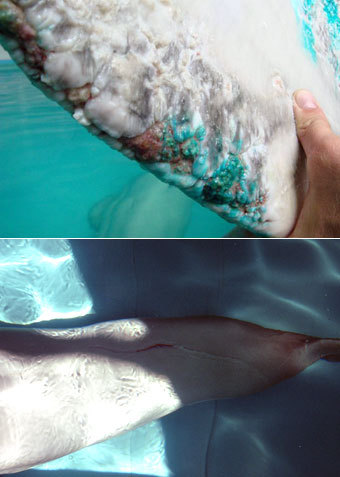 Прежняя команда тренеров и ветеринаров снова в дельфинарии на Мироновской