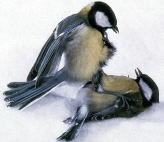 Красочное оперение птиц - рекламный щит, вещающий о репродуктивном превосходстве владельца