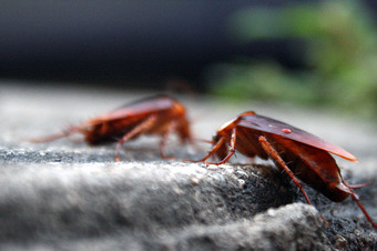 Открыт новый вид домашних тараканов
