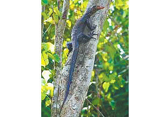 Новый вид ящерицы, красномордого варана, нашли в Индонезии на Молуккских островах исследователи из Калифорнийского университета в Санта-Барбаре